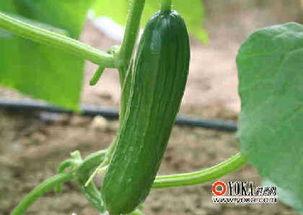 美食娱乐吃瓜,揭秘美食与吃瓜的跨界魅力